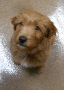 bella-french-9-weeks