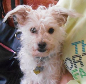 blueberry-engler-2 0