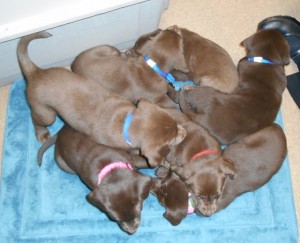 brown-puppies