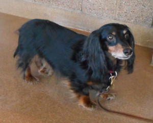 hans-mackenzie-olson