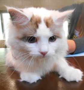 nina-bonita-whiting-2