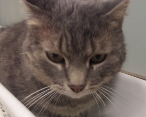 orville-kelly-heigis