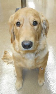 sammy-wermerskirchen-2